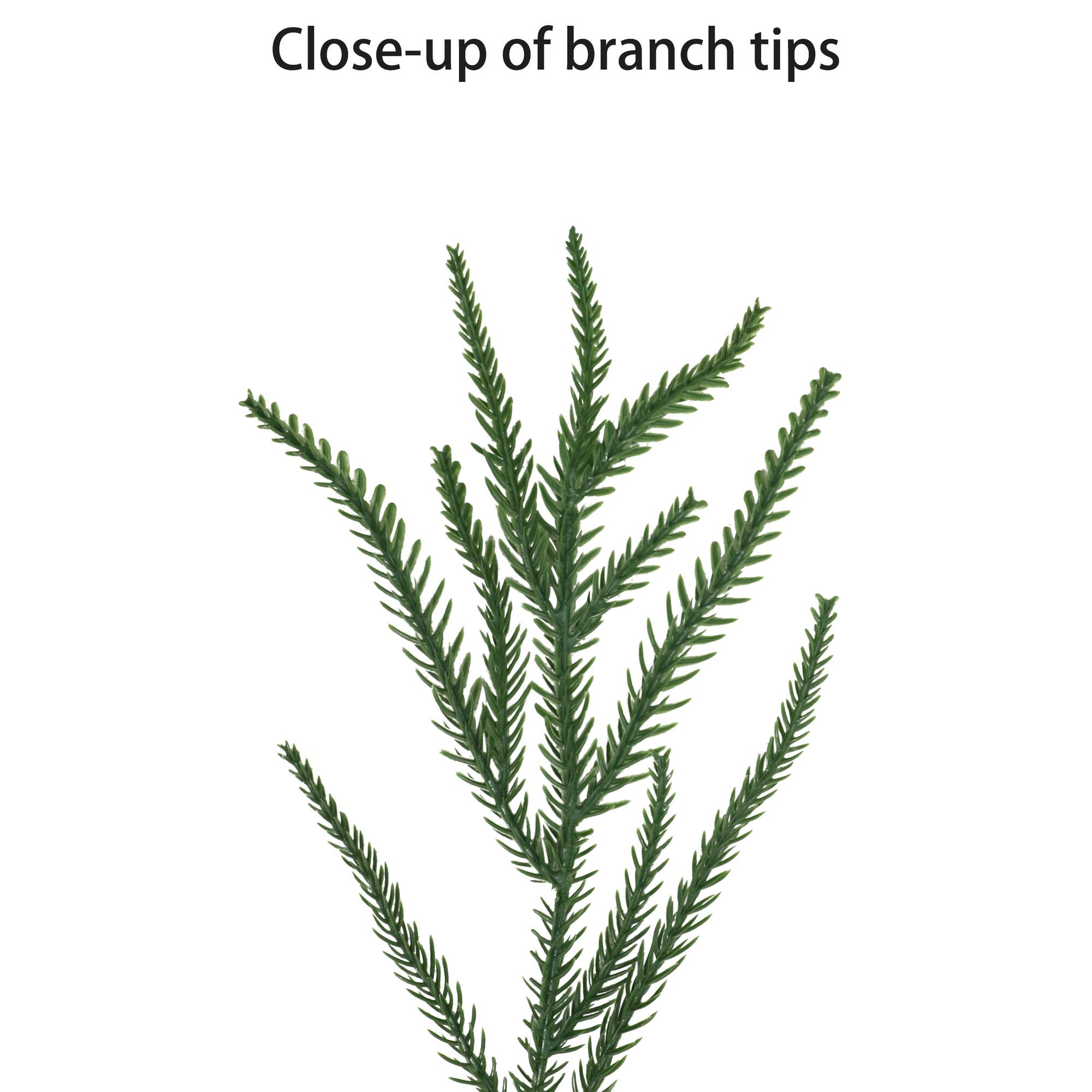 22" Green Artificial Norfolk Pine Christmas Wreath with Bow